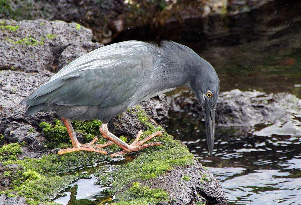 Galapagos Reiger online puzzel