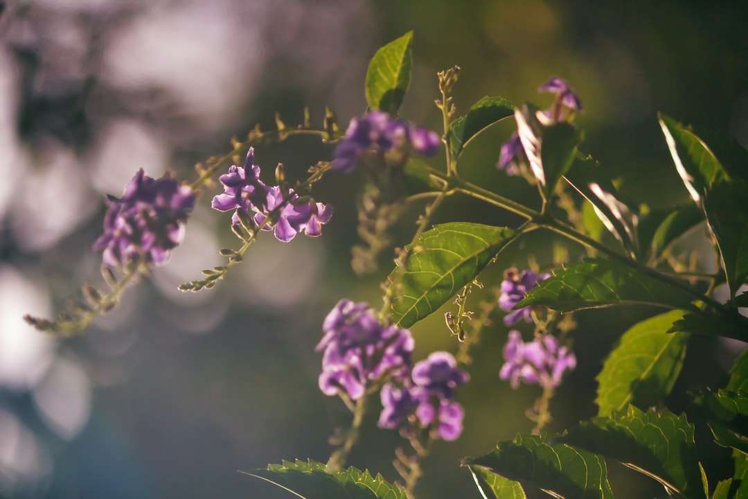 fialový květ v sklopném objektivu online puzzle