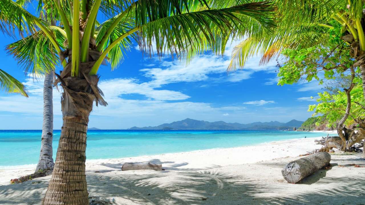 PALM TREES IN PARADISE jigsaw puzzle online