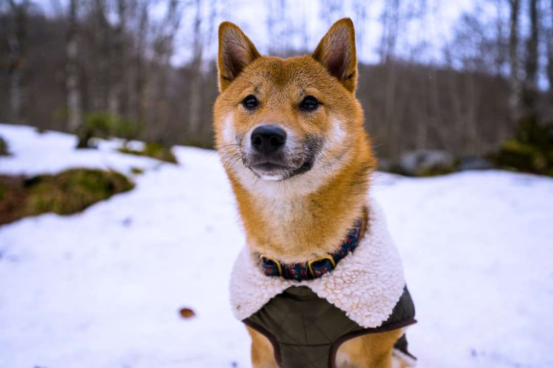câine maro și alb, îmbrăcat scurt, pe pământ acoperit de zăpadă puzzle online