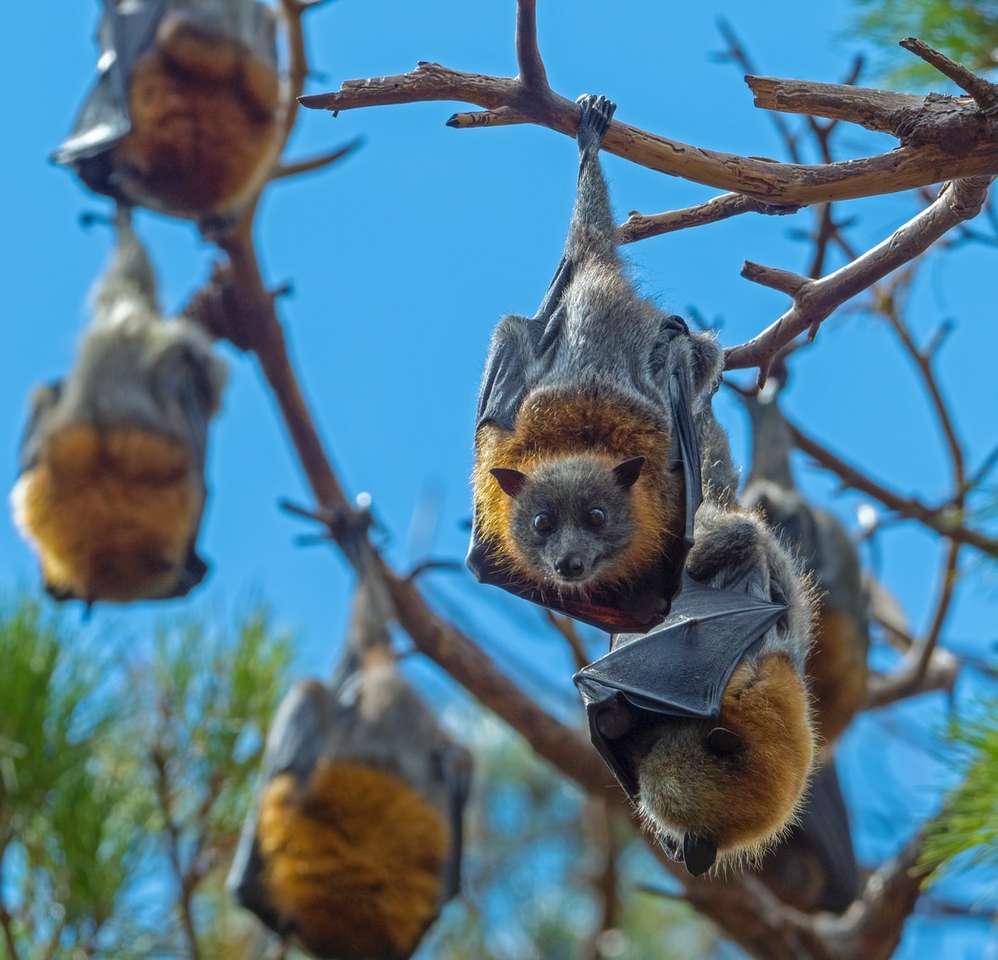 braunes und graues Eichhörnchen auf braunem Ast während des Tages Online-Puzzle