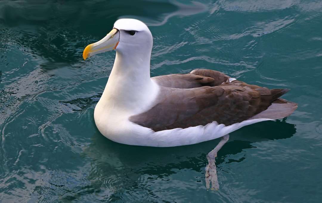 bílý a hnědý pták na vodě skládačky online