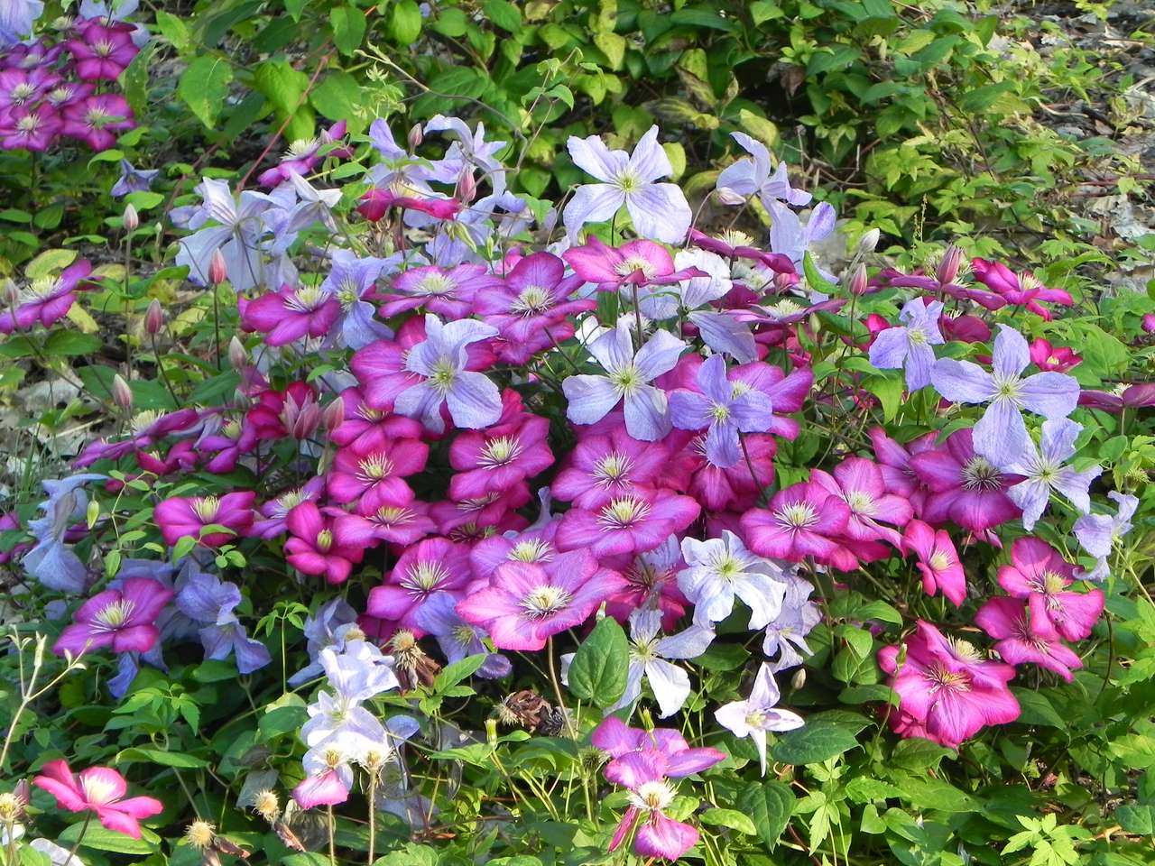 Clematis Charme Online-Puzzle