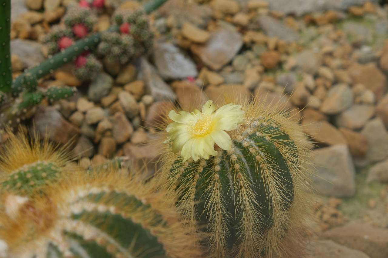 kvetoucí zlatá koule kaktus online puzzle