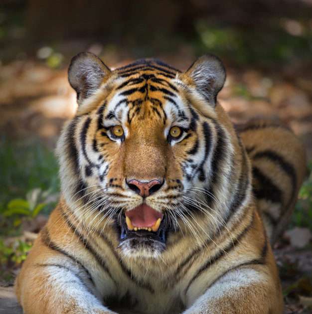 Tiger öppnar munnen pussel på nätet