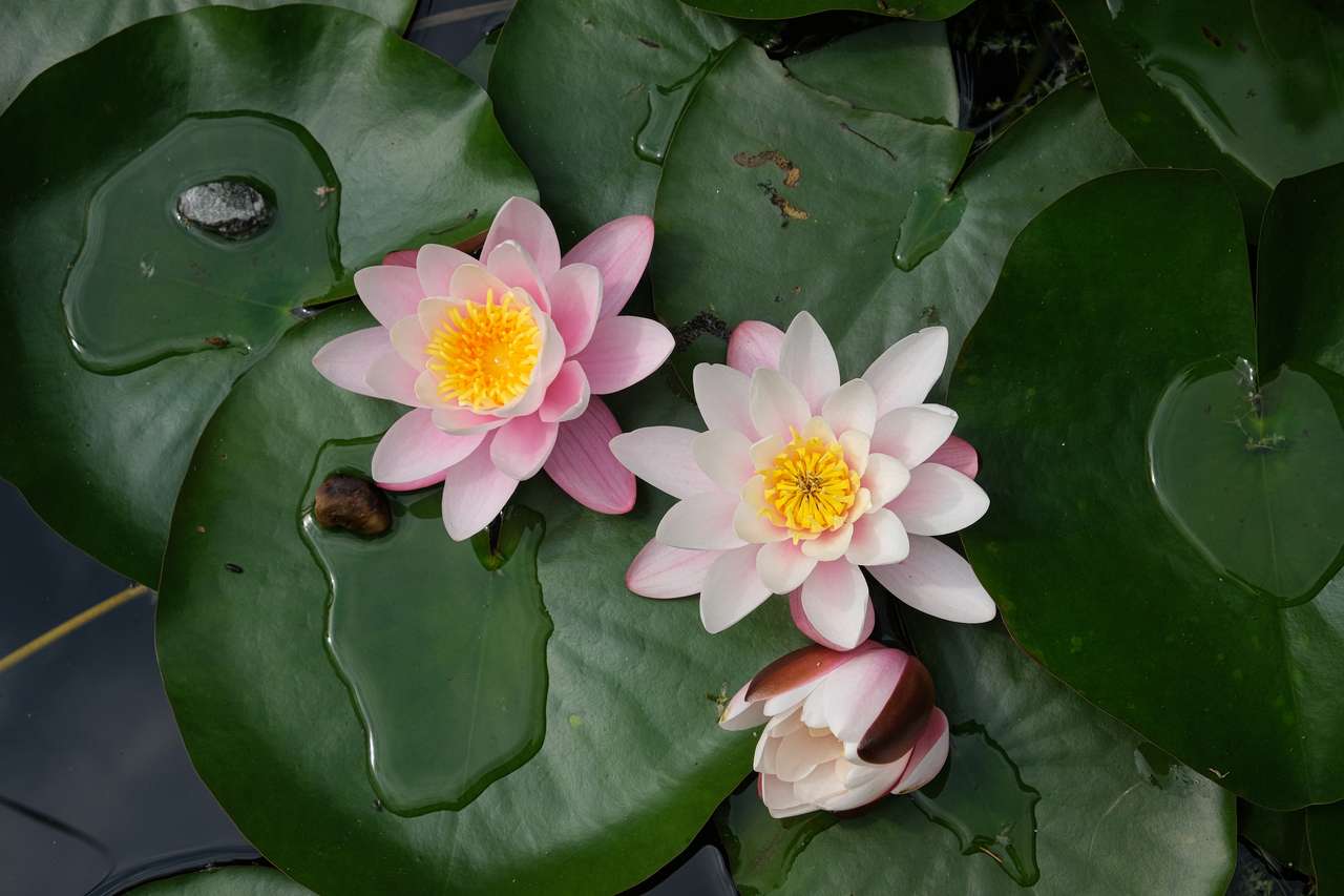 Waterlelie bloemen online puzzel