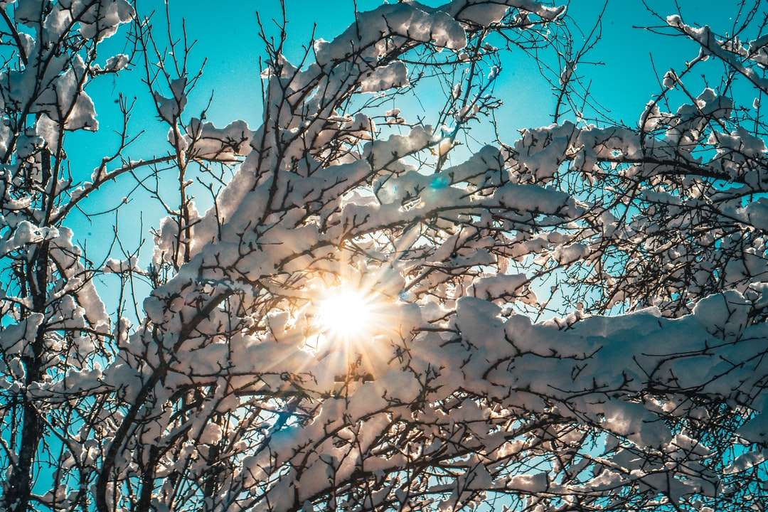bílý a hnědý strom pod modrou oblohou během dne skládačky online
