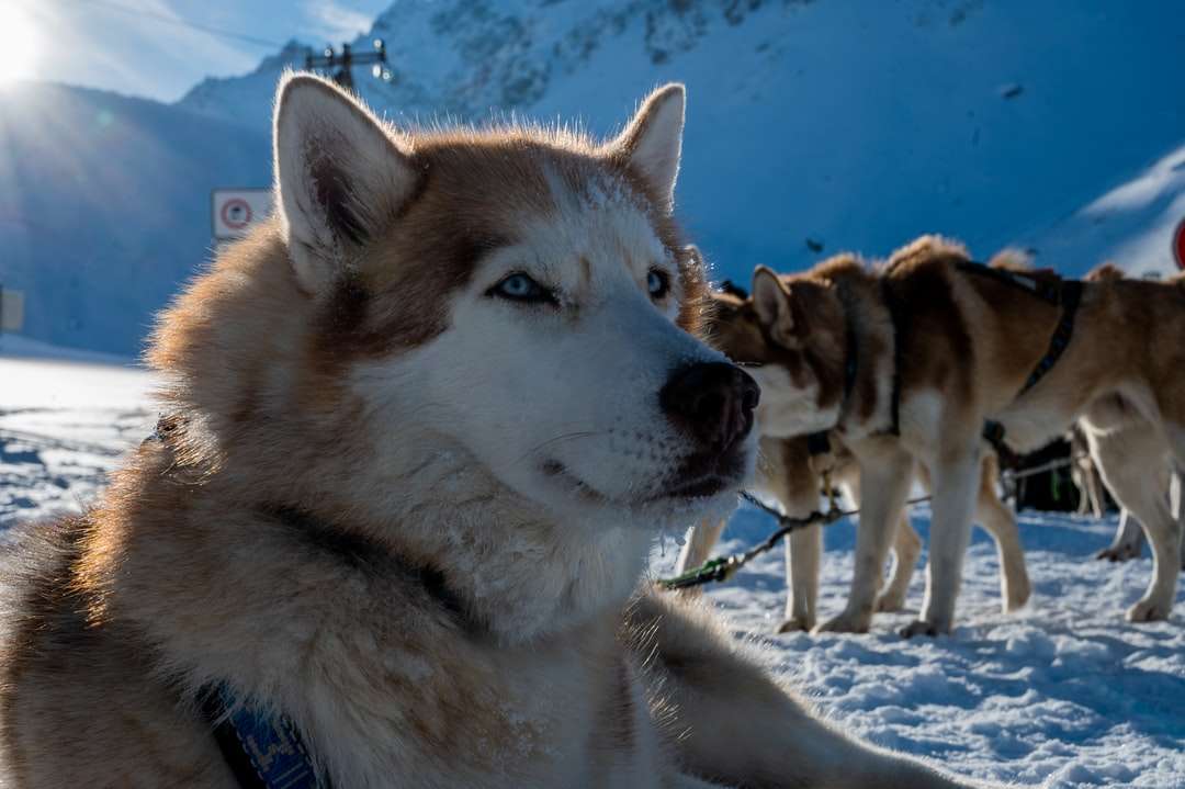 brown and white siberian husky on snow covered ground jigsaw puzzle online