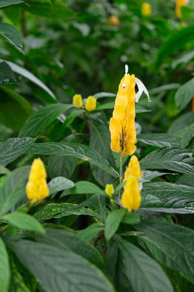 Flor de orelha grande amarela quebra-cabeças online