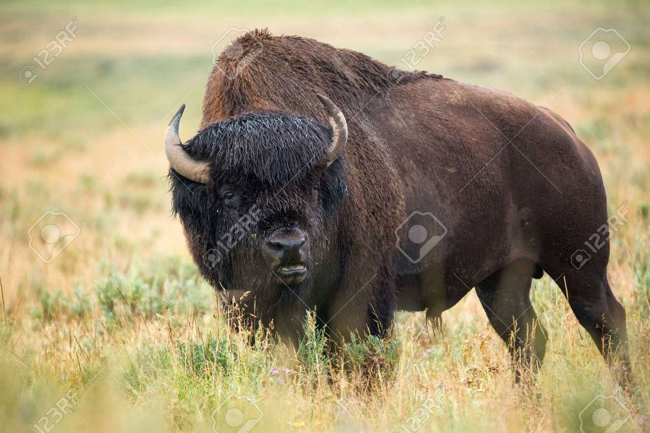bizon hledá skládačky online