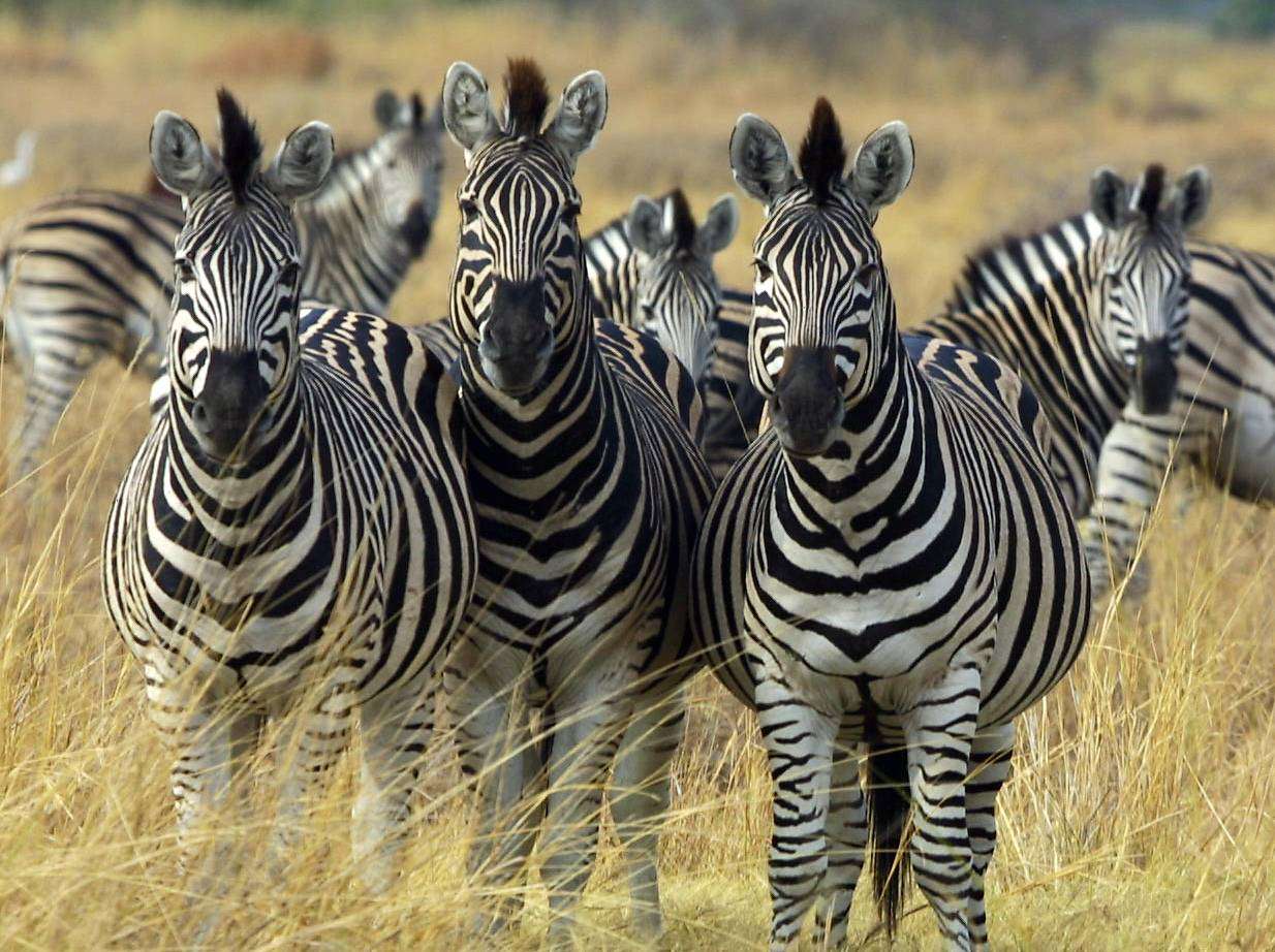 három barátságos zebrát kirakós online