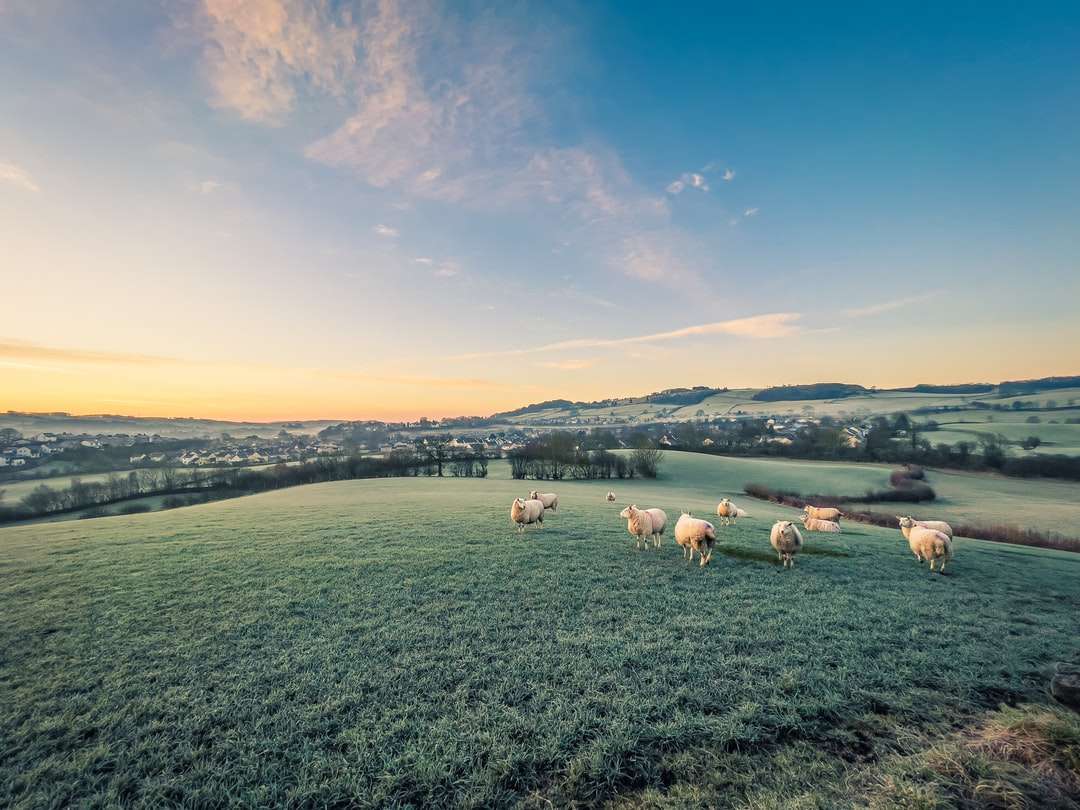 Moutons blancs et bruns sur champ d'herbe verte pendant la journée puzzle en ligne