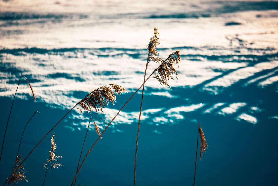câmp de grâu brun sub cerul albastru în timpul zilei jigsaw puzzle online
