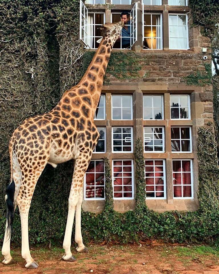 Kenia-Giraffe kam zum Frühstück Online-Puzzle
