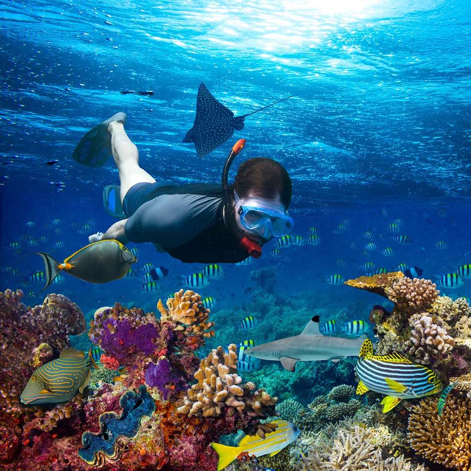 peixe, mergulhador - recife de coral no Egito puzzle online