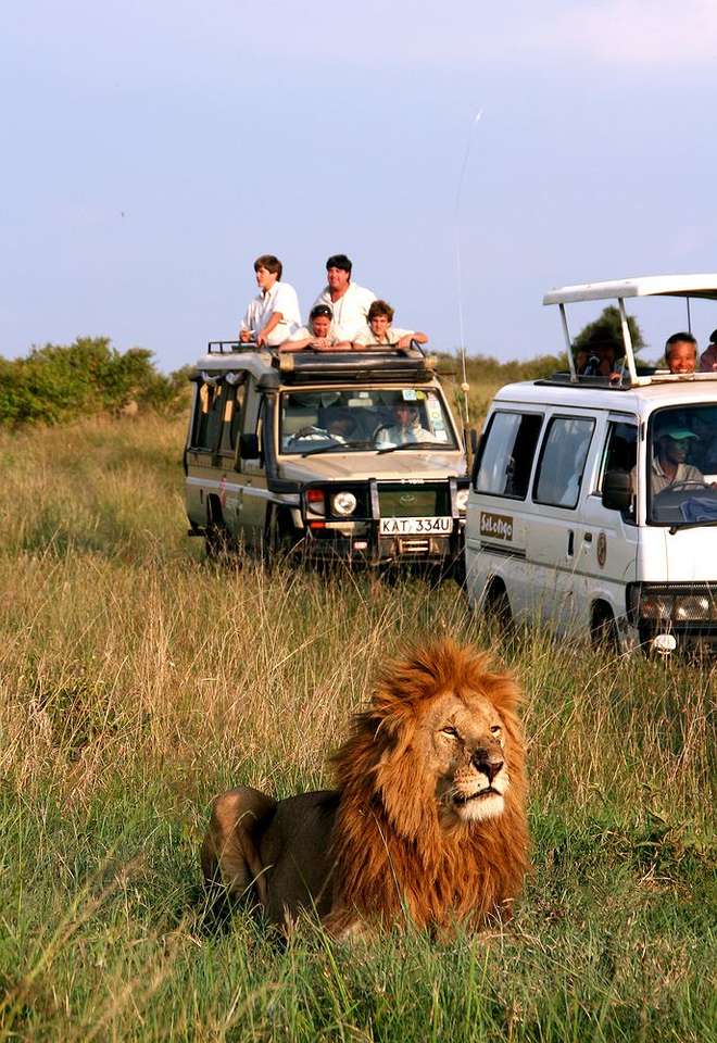 Safari-Löwin in Kenia Puzzle