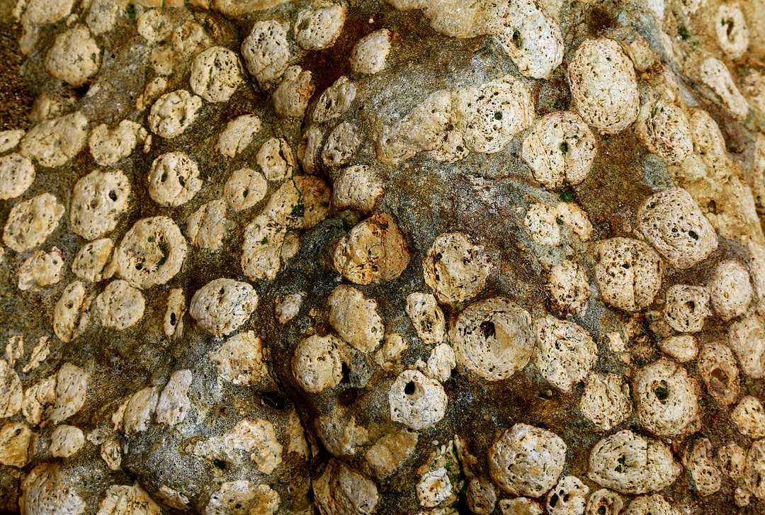 white and brown stone fragments jigsaw puzzle online