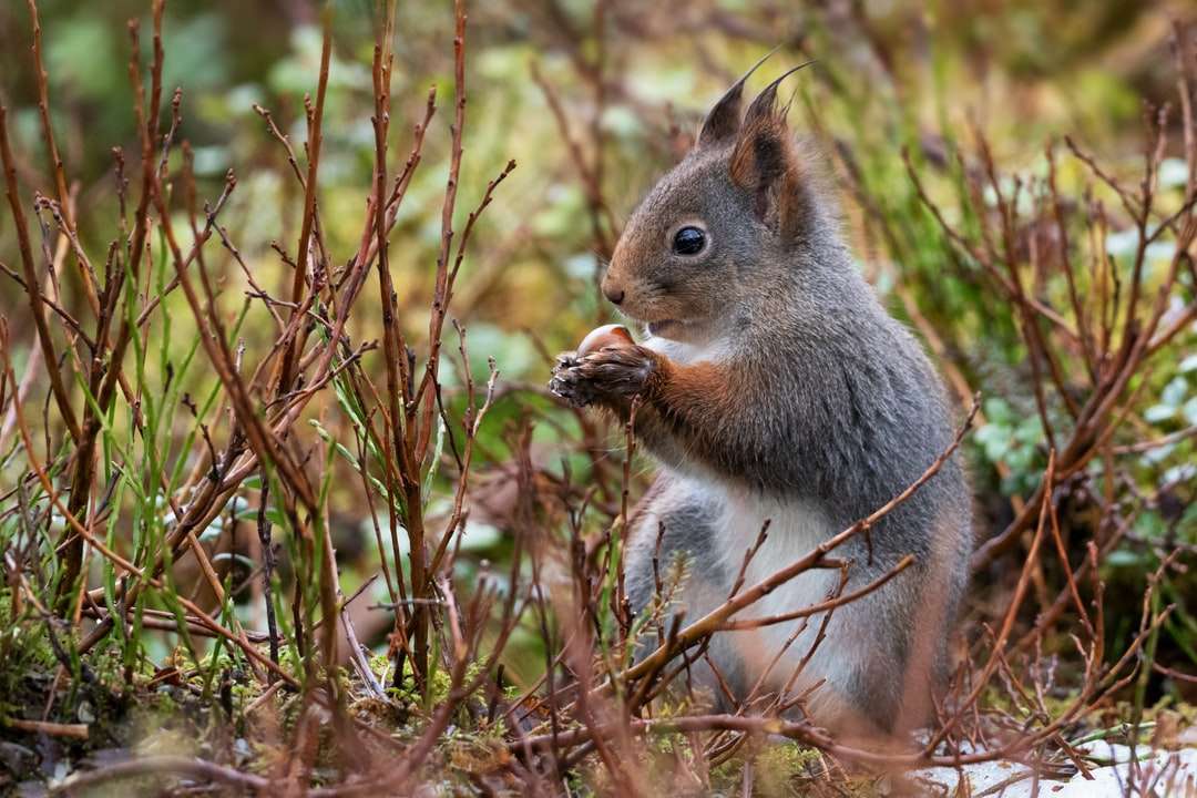 Écureuil gris sur l'herbe brune pendant la journée puzzle en ligne