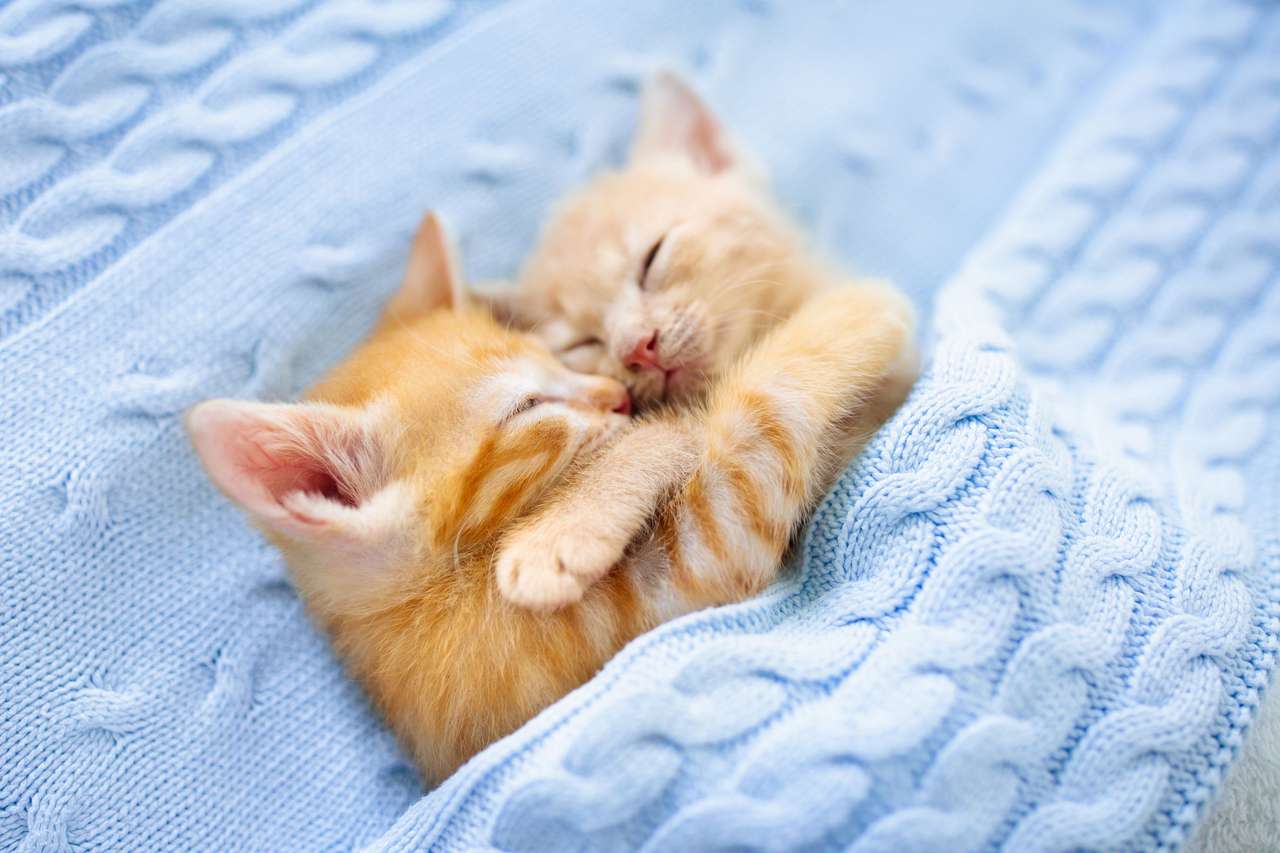 Lieve knuffelende kittens online puzzel