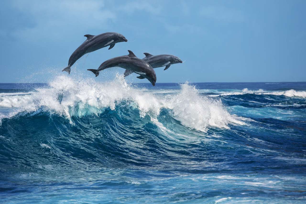 Trei delfini saritori puzzle online