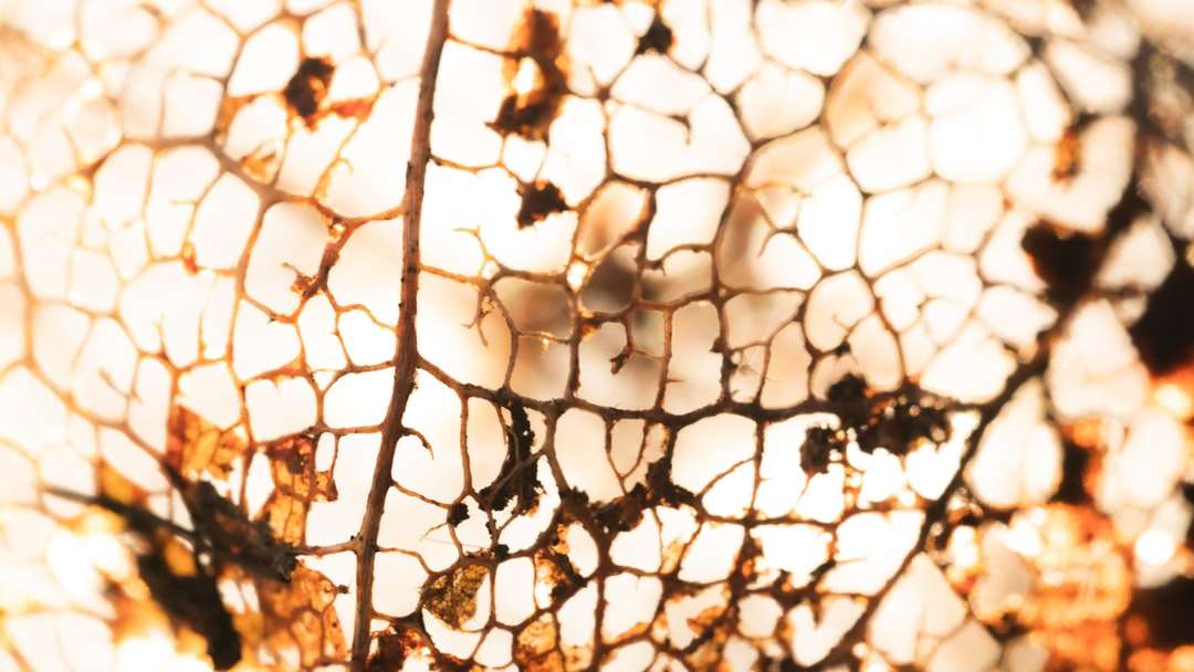 barna faág, fehér húrlámpákkal online puzzle