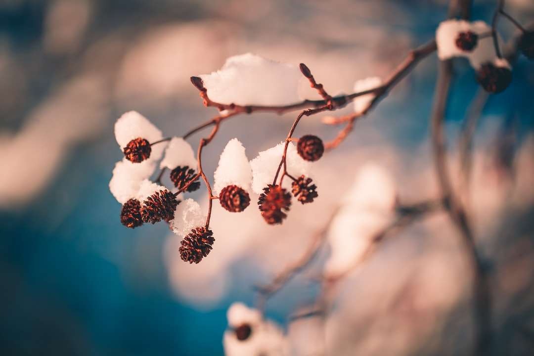 vit och brun växt i närbildsfotografering Pussel online