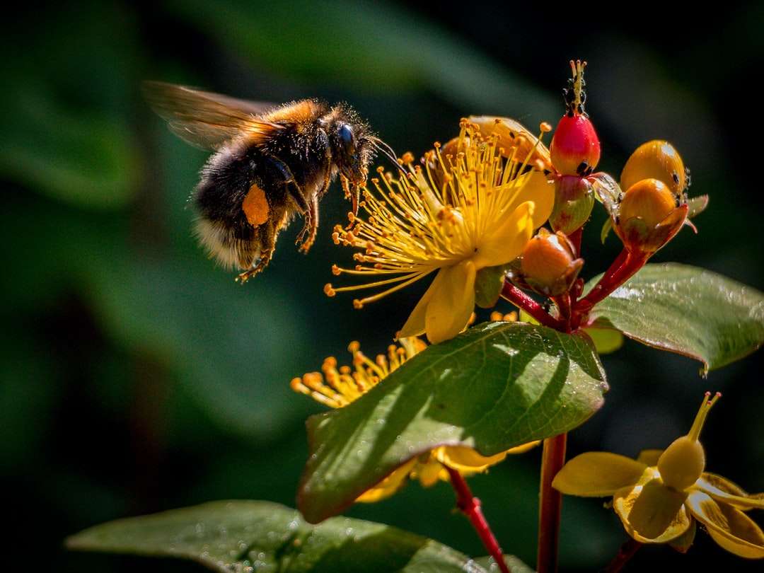 albină neagră și galbenă pe floare galbenă puzzle online
