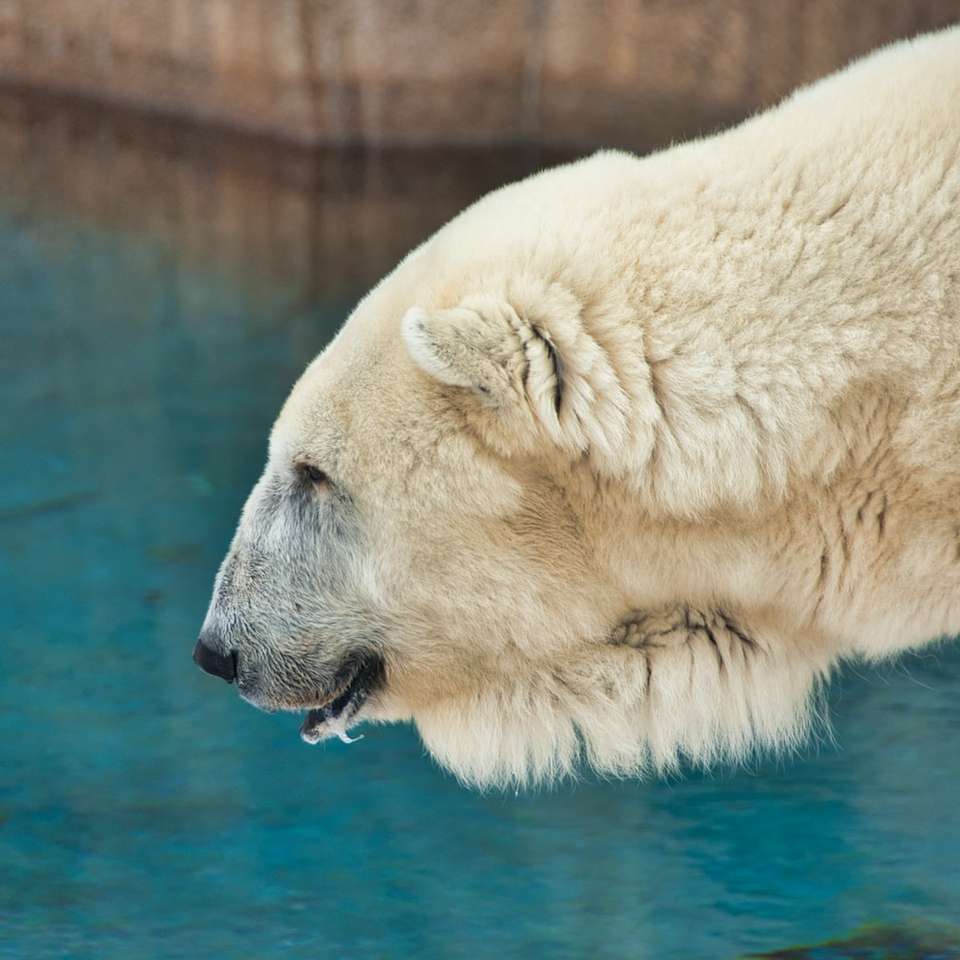 urso polar branco na água quebra-cabeças online