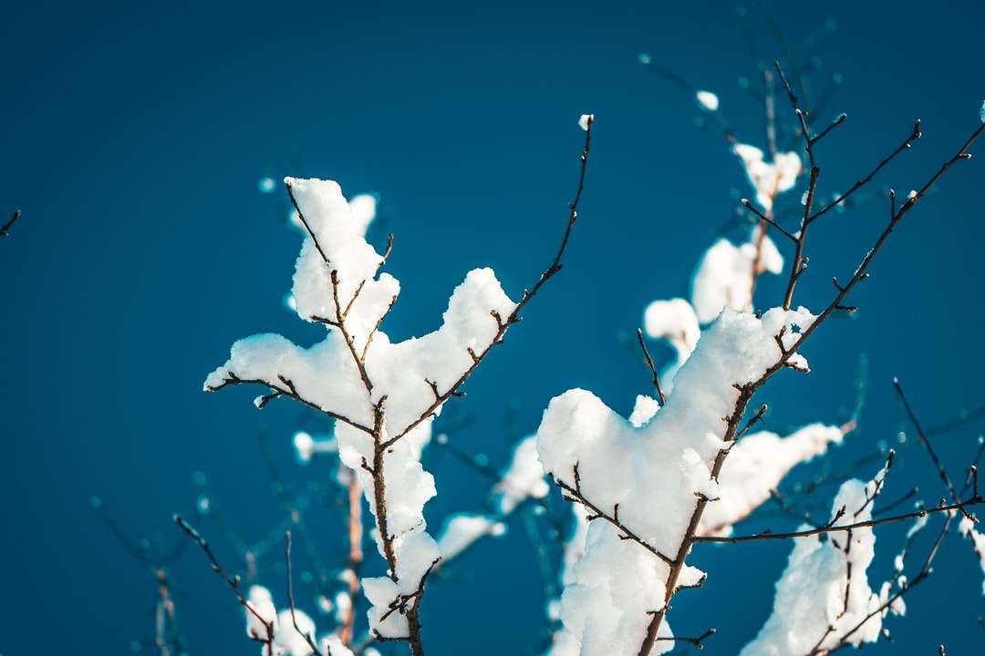 λευκό χιόνι σε κλαδί μαύρου δέντρου παζλ online