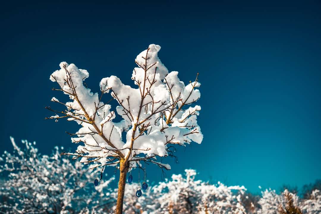 bílý třešňový květ při fotografování zblízka skládačky online