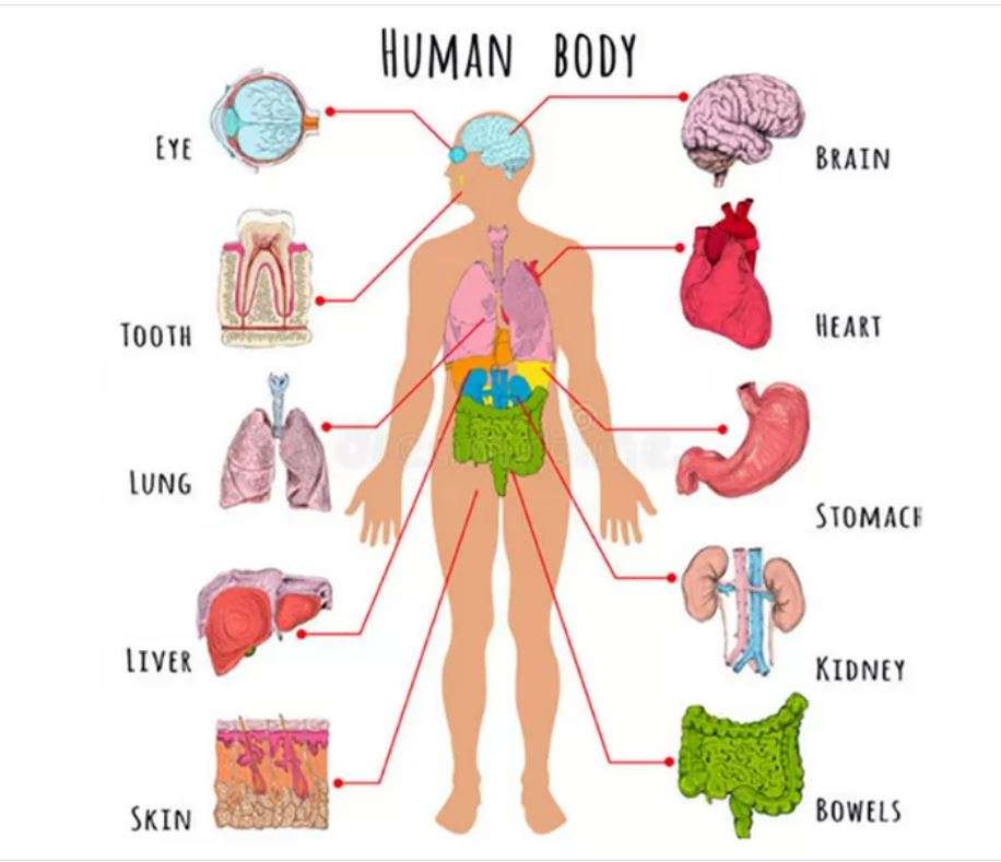 ανθρώπινο σώμα riccardo παζλ online