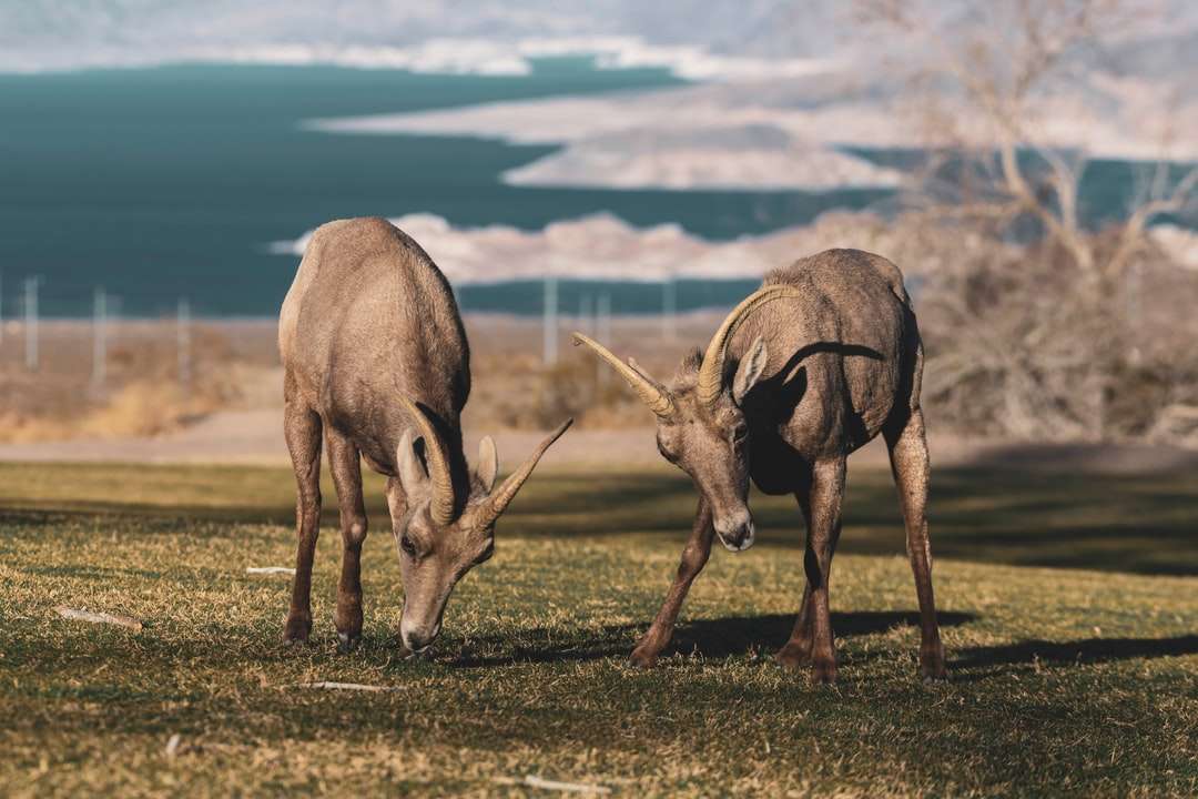 três cervos marrons em campo de grama verde durante o dia puzzle online