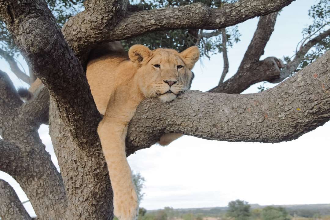 Lionne brune sur une branche d'arbre brune pendant la journée puzzle en ligne