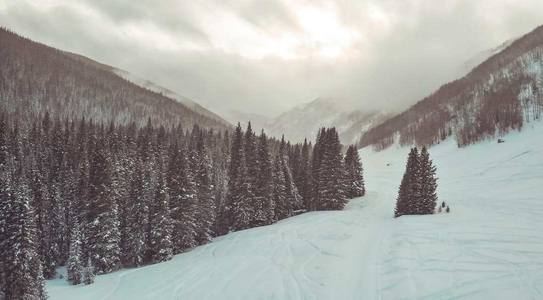 pini verzi pe teren acoperit de zăpadă în timpul zilei puzzle online