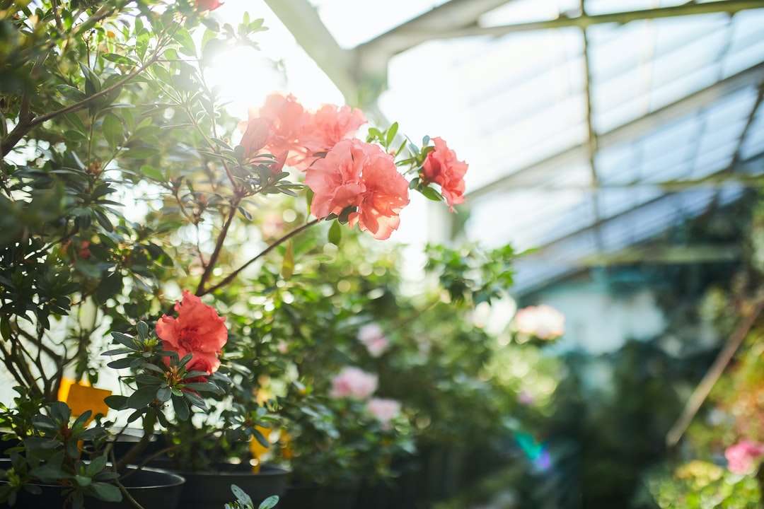 rózsaszín virágok, zöld levelekkel online puzzle