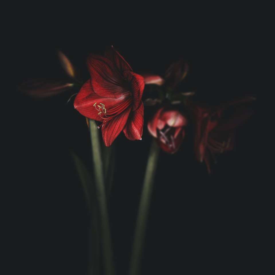flor roja sobre fondo negro rompecabezas en línea