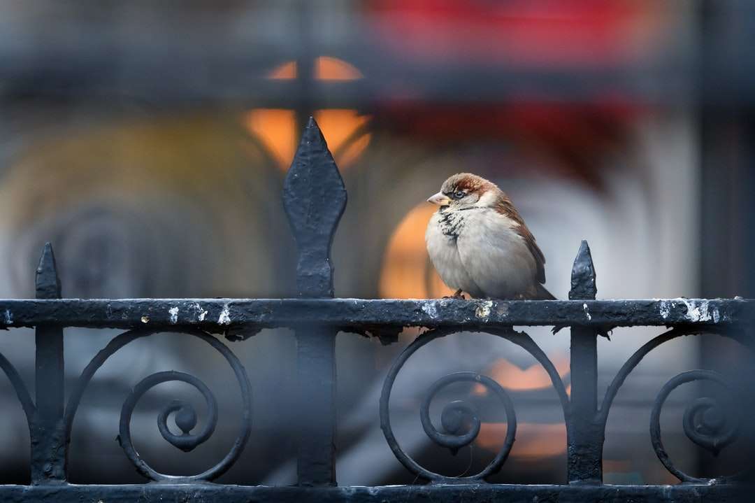 бяла и кафява птица върху черна метална ограда онлайн пъзел