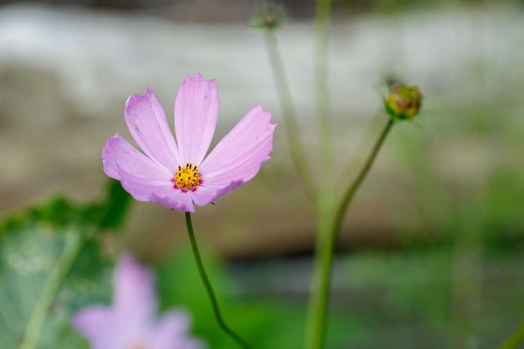 fleur violette dans la lentille tilt shift puzzle en ligne