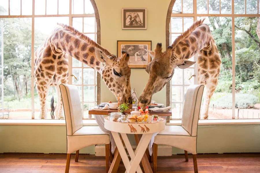 žirafy na snídani v Keni skládačky online