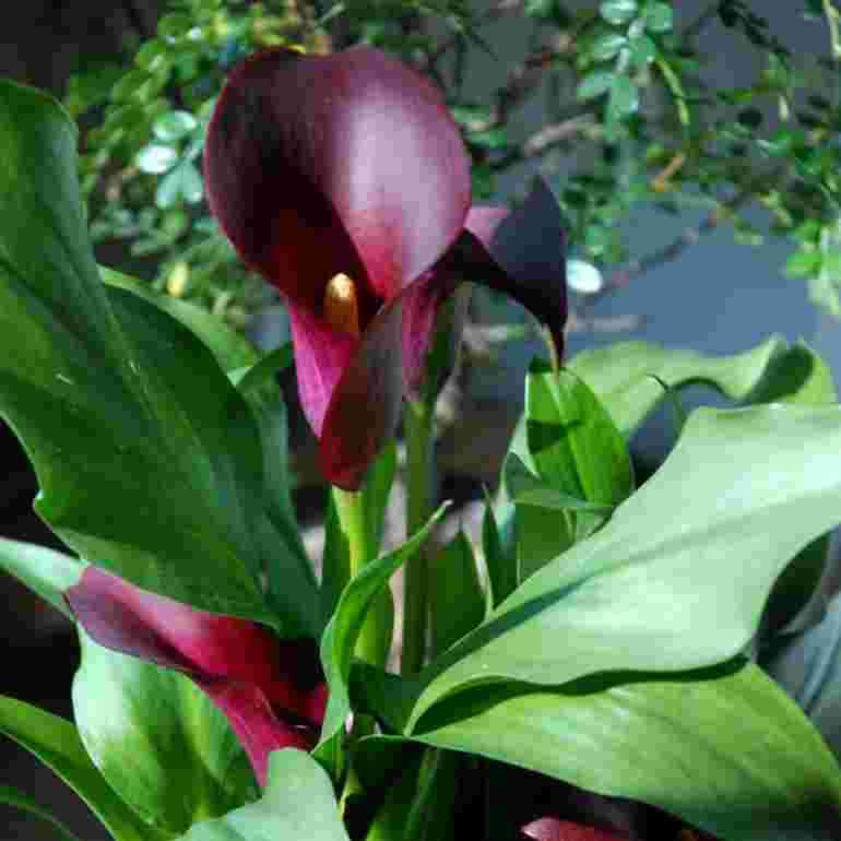 potted calla online puzzle