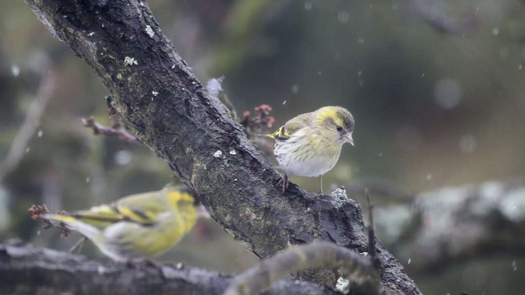 gele vogel op bruine boomtak online puzzel