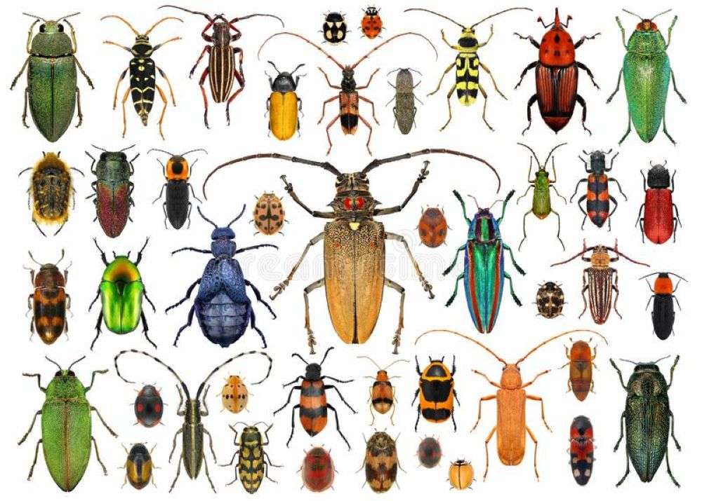Coleoptera pussel på nätet