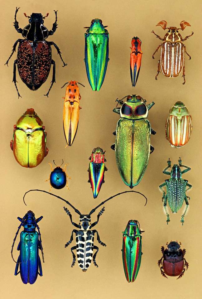 Coleoptera puzzle online
