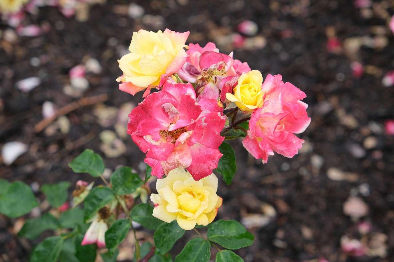 cespuglio di rose in fiore puzzle online