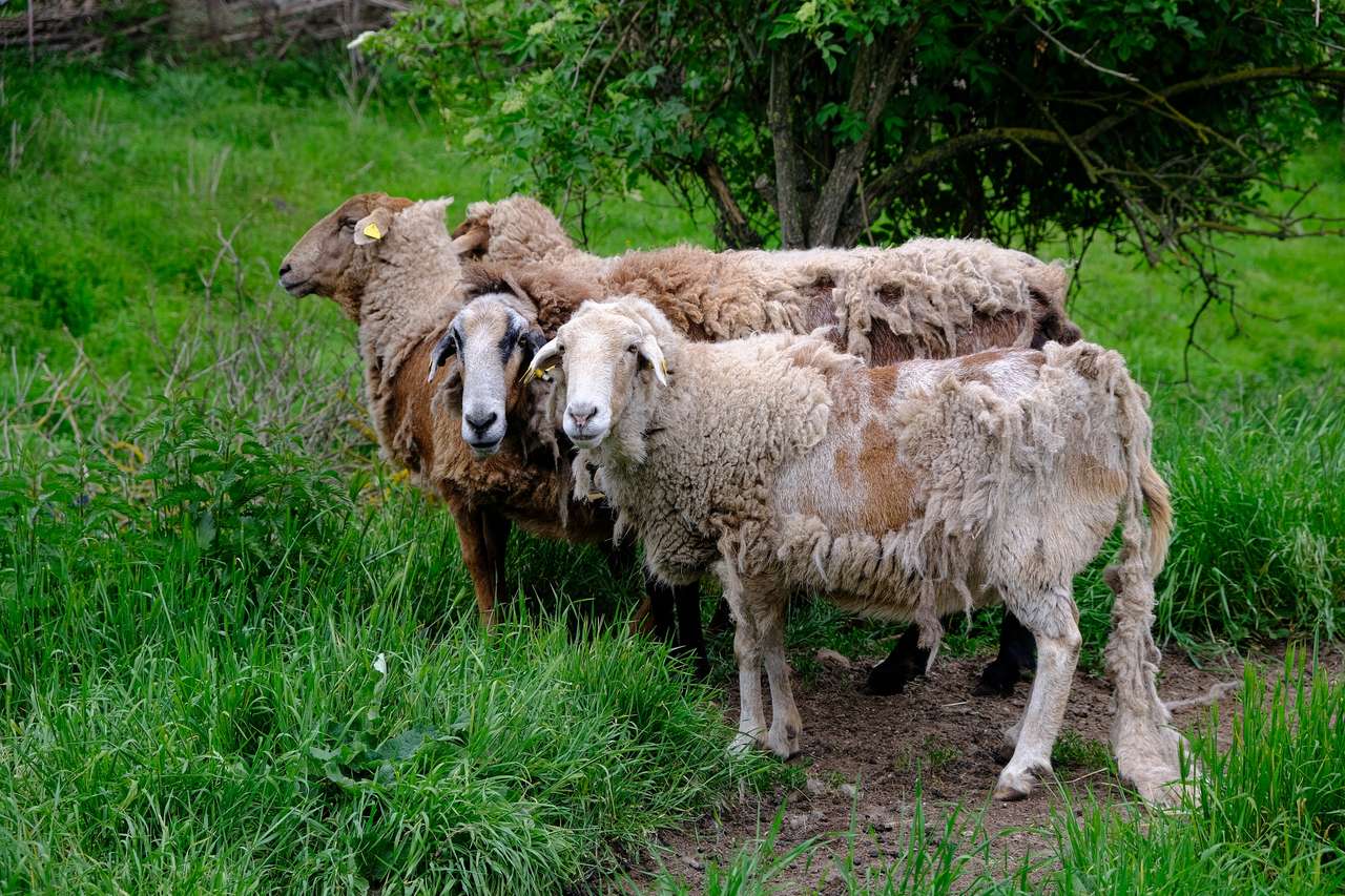 2 schapen zien er nieuwsgierig uit legpuzzel online