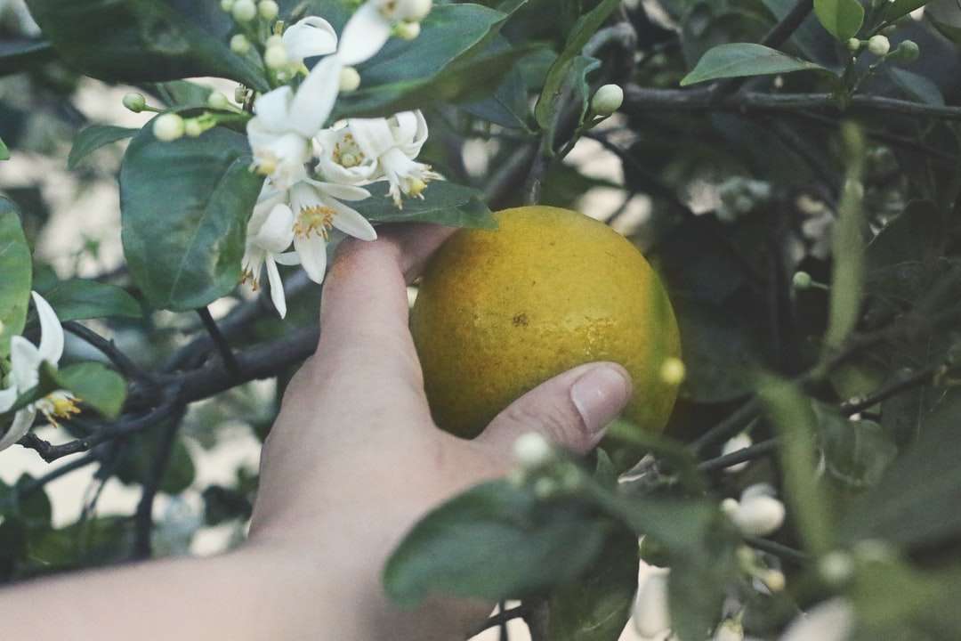 желтый плод лимона на руке человека онлайн-пазл