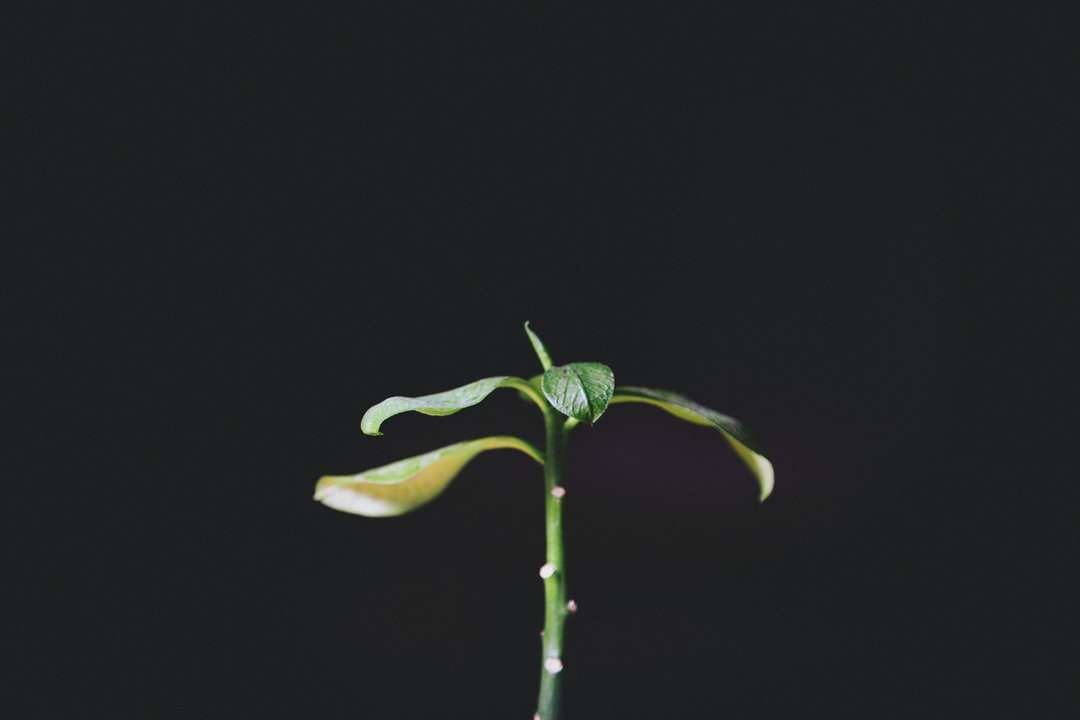 grön blomknopp med svart bakgrund Pussel online