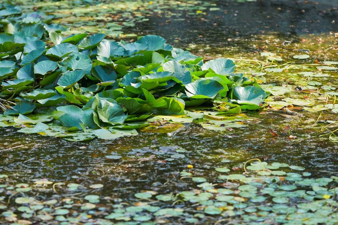 folhas verdes na água durante o dia quebra-cabeças online
