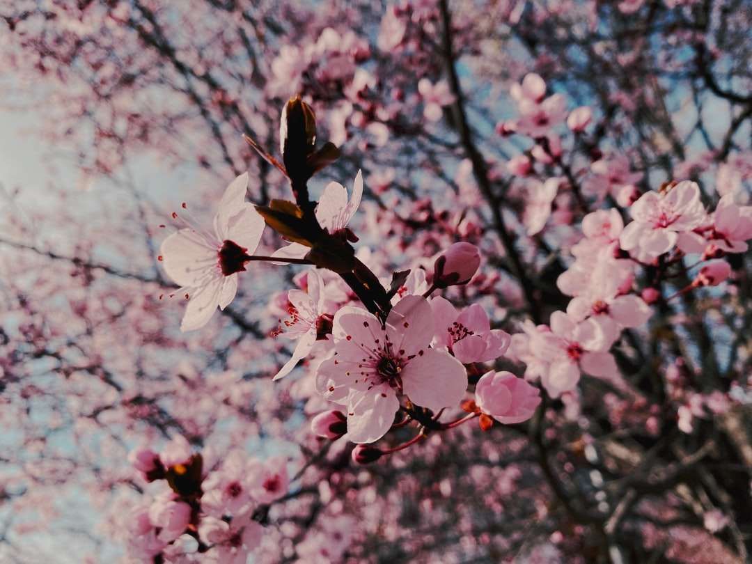 uccello bianco e marrone su albero di ciliegio in fiore durante il giorno puzzle online