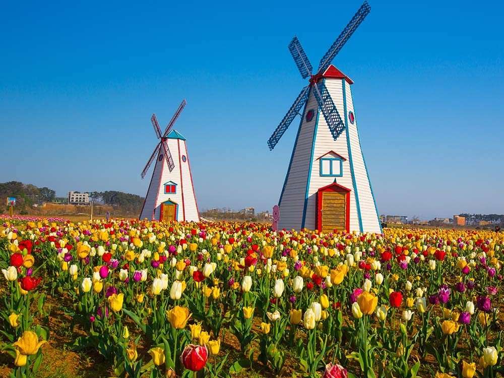 molinos de viento en tulipanes rompecabezas en línea